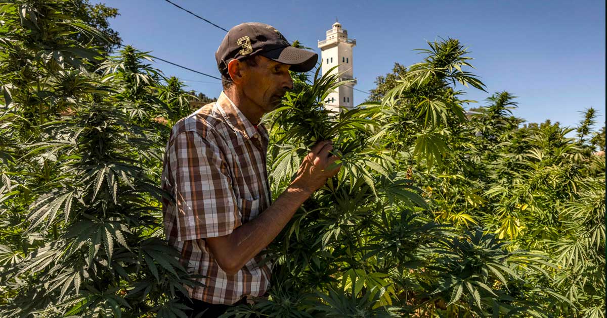 Produzione di cannabis legale in Marocco