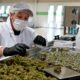 Posti di lavoro nella cannabis negli Stati Uniti nel 2024