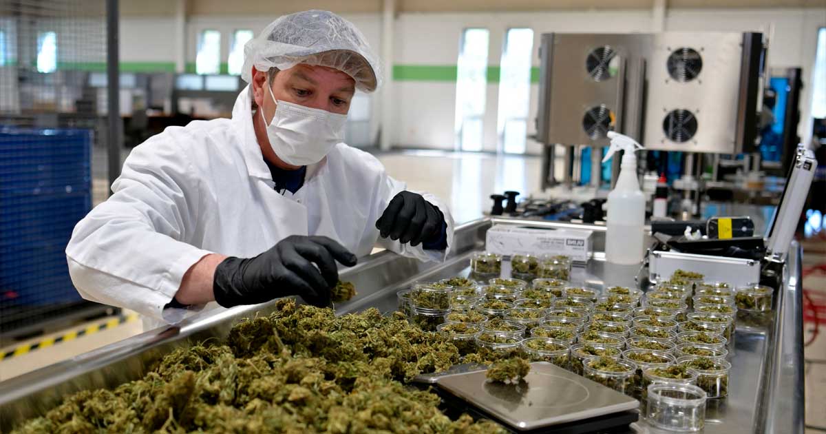 Posti di lavoro nella cannabis negli Stati Uniti nel 2024