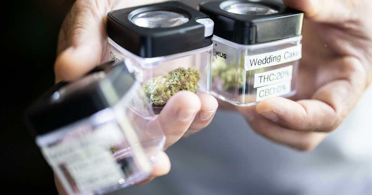 Primi dati sulla cannabis legale Züri Can