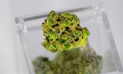Terpeni della cannabis e dolore