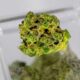 Terpeni della cannabis e dolore