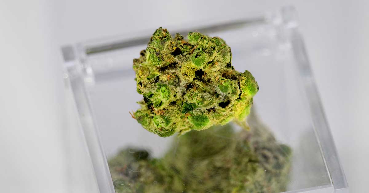 Terpeni della cannabis e dolore