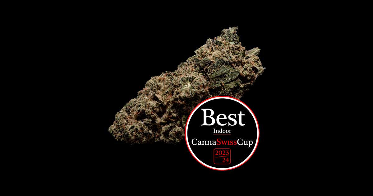Risultati della CannaSwissCup 2024