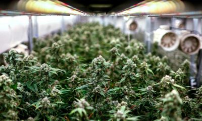Regolamentazione della cannabis a scopo ricreativo in Thailandia