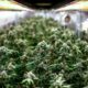 Regolamentazione della cannabis a scopo ricreativo in Thailandia