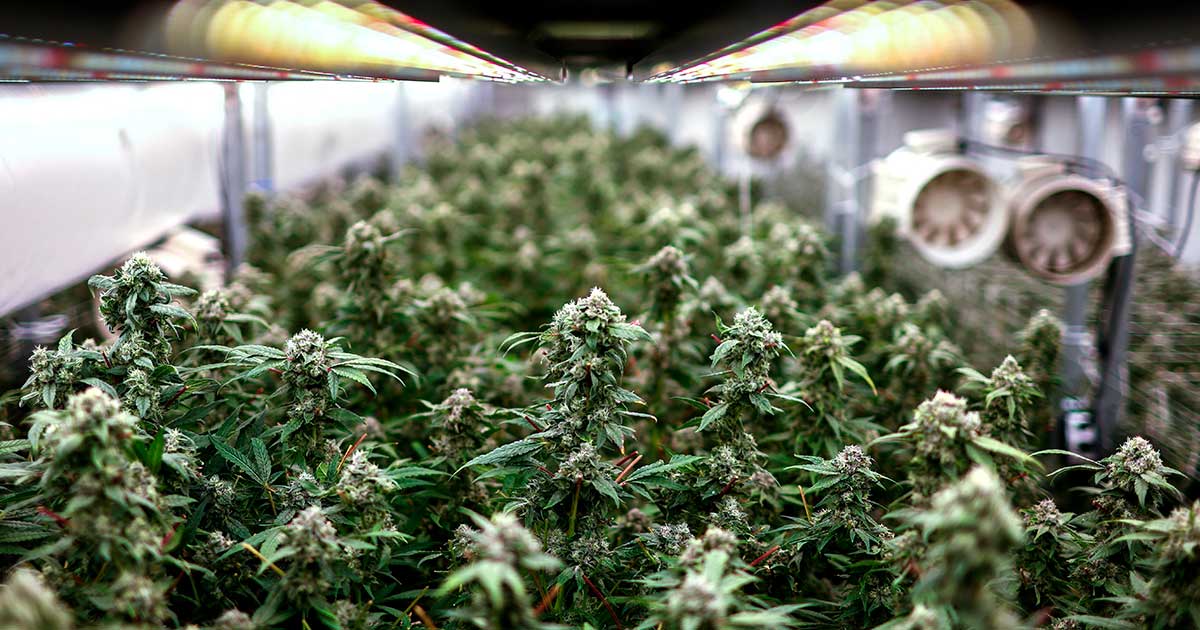 Regolamentazione della cannabis a scopo ricreativo in Thailandia