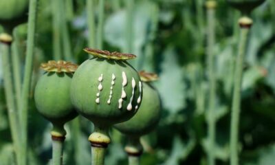 Oppio e funghi in Thailandia