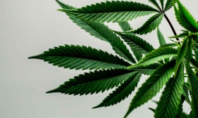 Il THCA nella canapa negli Stati Uniti
