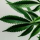 Il THCA nella canapa negli Stati Uniti