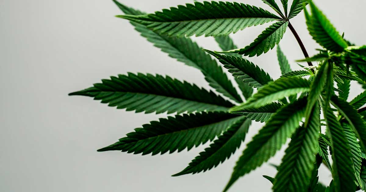 Il THCA nella canapa negli Stati Uniti