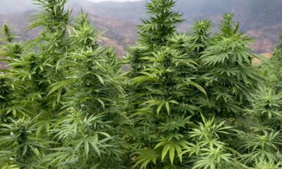 Legalizzazione della cannabis in Marocco