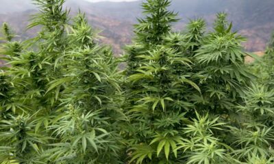 Legalizzazione della cannabis in Marocco