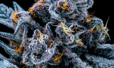 Contenuto di THC della cannabis illegale negli Stati Uniti