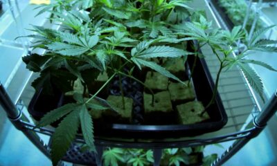 Cannabis ed effetti del giorno dopo