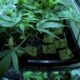 Cannabis ed effetti del giorno dopo
