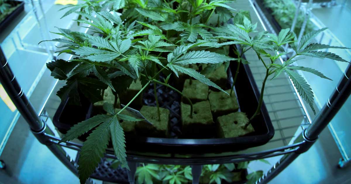 Cannabis ed effetti del giorno dopo