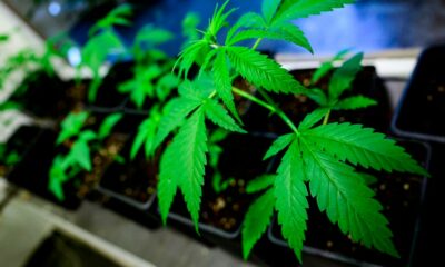 Il consumo di cannabis in Europa