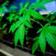 Il consumo di cannabis in Europa