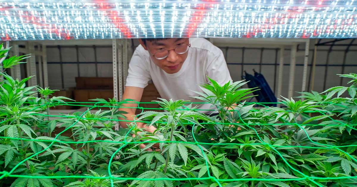 Cannabis in Corea del Sud