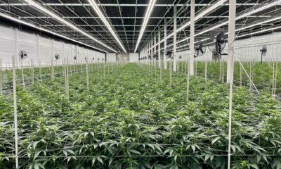 Modifiche alla legge sulla cannabis in Canada