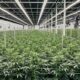 Modifiche alla legge sulla cannabis in Canada