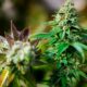 Business della cannabis in Germania