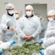 Cannabis medica argentina