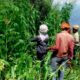 Canapa e cannabis in Himachal Pradesh