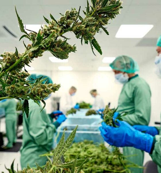 Cannabis medica in Ucraina
