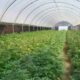 Produzione di cannabis in Ruanda
