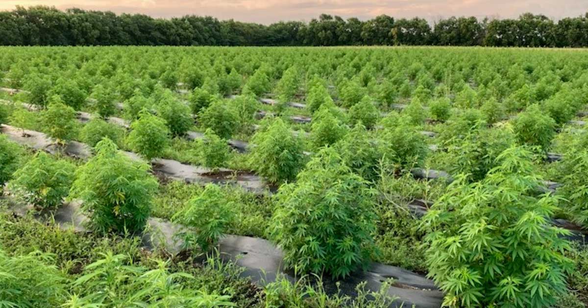 Canapa e THC negli Stati Uniti