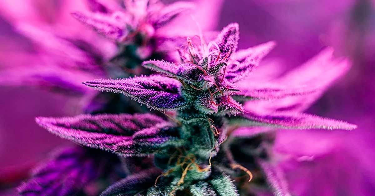 Limitare il THC in California