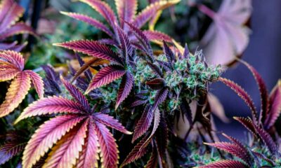 Cannabis medica nella Repubblica Ceca