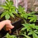 L'autocoltivazione legale di cannabis nella Repubblica Ceca