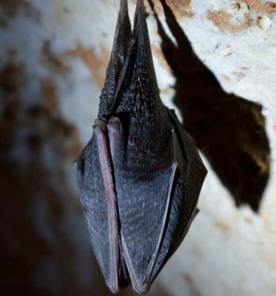 Morti legate al guano di pipistrello