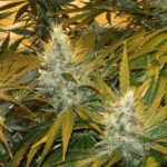 Northern Lights