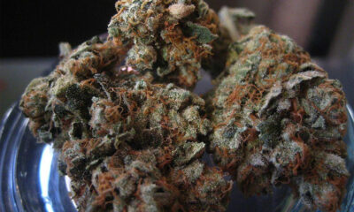 SFV OG Kush