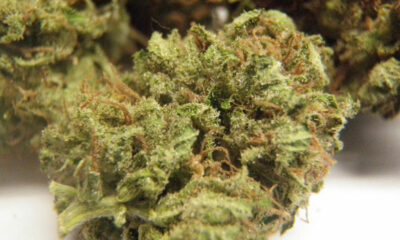 Shiva Skunk
