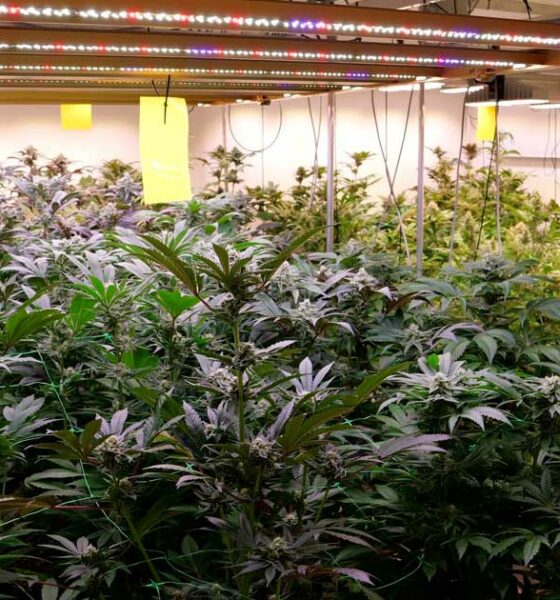 Produzione in Cannabis Club in Germania