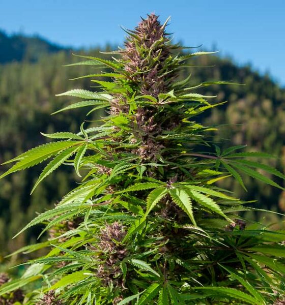 Il Paraguay voterà sulla legalizzazione della cannabis