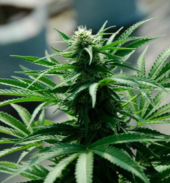 Coltivazione di cannabis terapeutica in Argentina