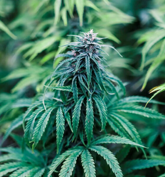 Fiori di CBD tassati come il tabacco in Austria