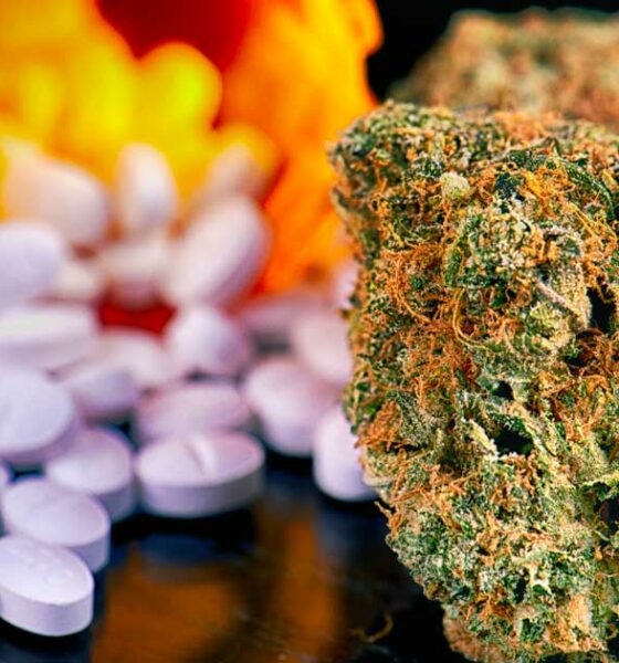 Cannabis medica e oppioidi