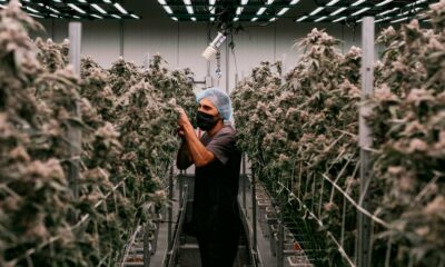 Fiori di cannabis medica per il vaping in Francia