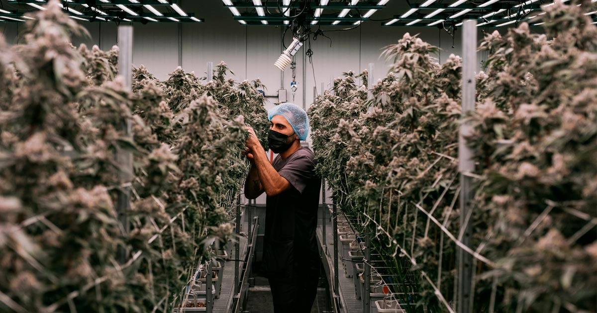 Fiori di cannabis medica per il vaping in Francia