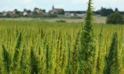 Licenza di coltivazione della canapa in Moldavia