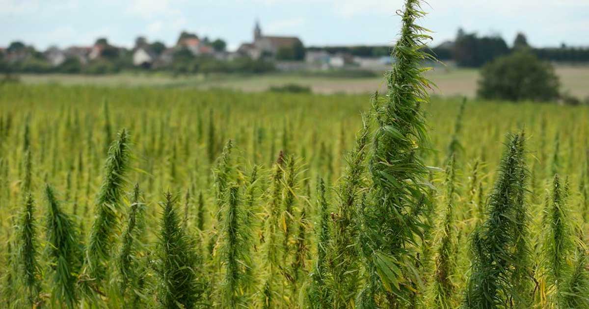 Licenza di coltivazione della canapa in Moldavia