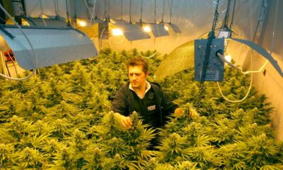 Legalizzazione della cannabis nel Regno Unito
