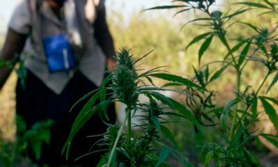 Varietà di cannabis africane